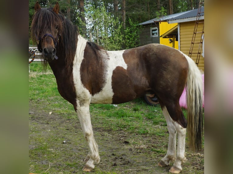 Paso Fino Hengst 10 Jahre Schecke in Skellefteå