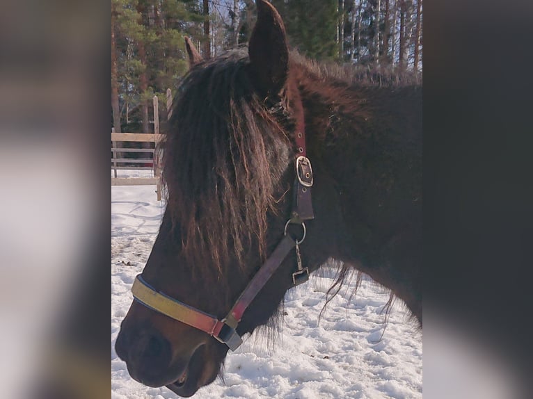 Paso Fino Hengst 10 Jahre Schecke in Skellefteå