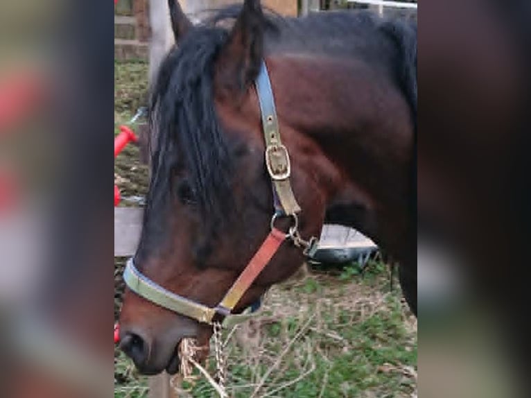 Paso Fino Hengst 10 Jahre Schecke in Skellefteå
