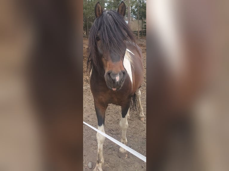 Paso Fino Hengst 10 Jahre Schecke in Skellefteå