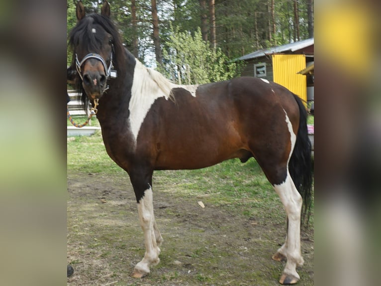 Paso Fino Hengst 10 Jahre Schecke in Skellefteå