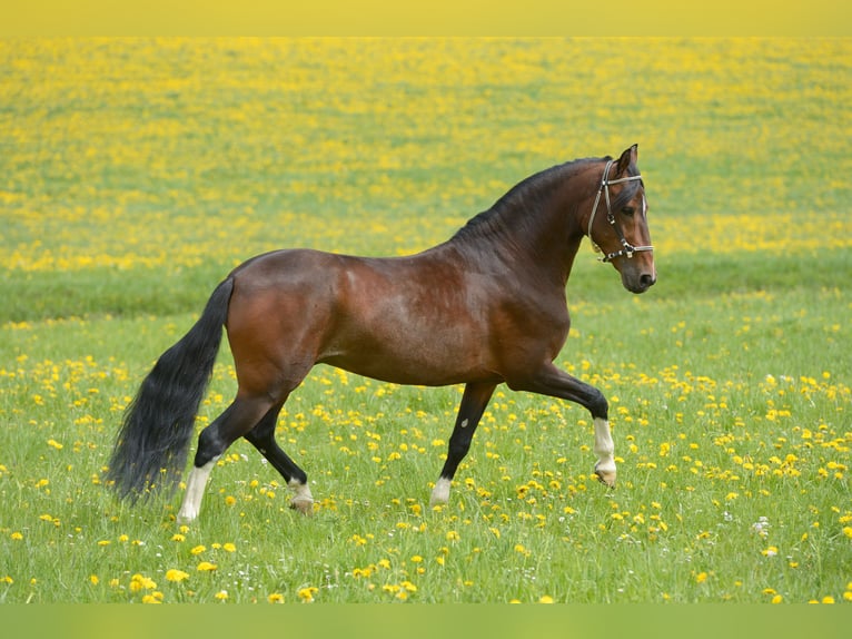Paso Fino Hengst 16 Jahre 138 cm Dunkelbrauner in Klagenfurt,09.Bez.Annabichl