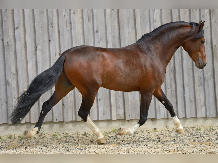 Paso Fino Hengst 16 Jahre 138 cm Dunkelbrauner in Klagenfurt,09.Bez.Annabichl