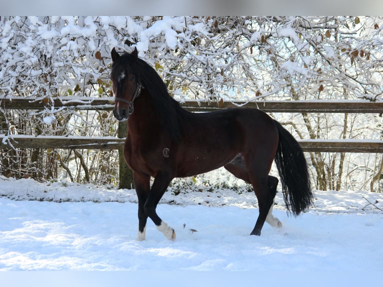Paso Fino Hengst 16 Jahre 138 cm Dunkelbrauner in Klagenfurt,09.Bez.Annabichl