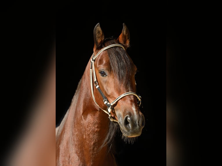 Paso Fino Hengst 16 Jahre 138 cm Dunkelbrauner in Klagenfurt,09.Bez.Annabichl