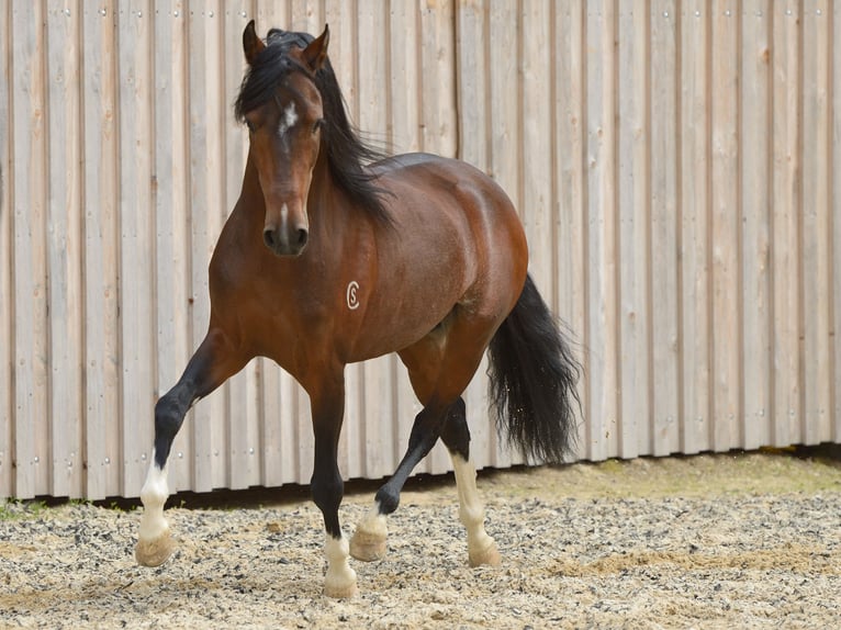 Paso Fino Hengst 16 Jahre 138 cm Dunkelbrauner in Klagenfurt,09.Bez.Annabichl