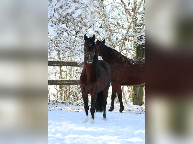 Paso Fino Hengst 16 Jahre 138 cm Dunkelbrauner in Klagenfurt,09.Bez.Annabichl