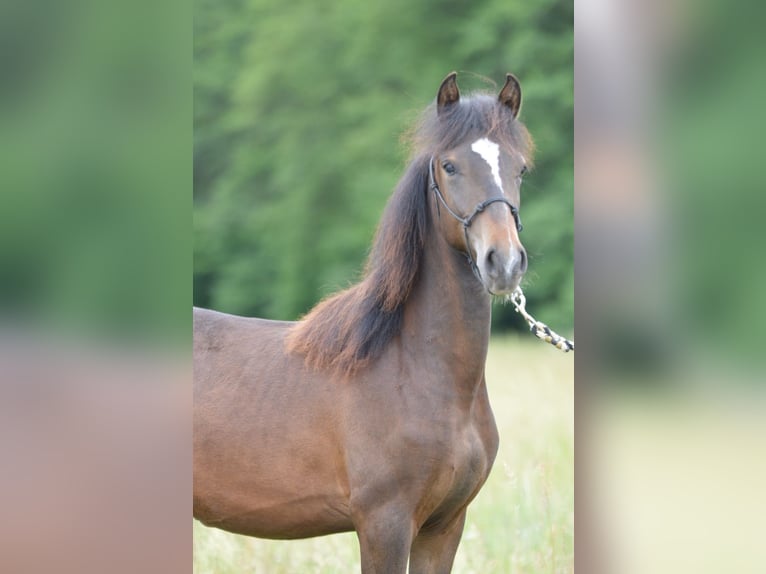 Paso Fino Hengst 1 Jaar 148 cm Bruin in Wiesentheid