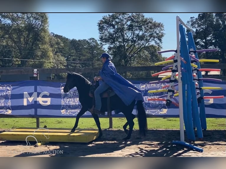 Paso Fino Hengst 2 Jaar 142 cm Zwart in Poplarville, MS