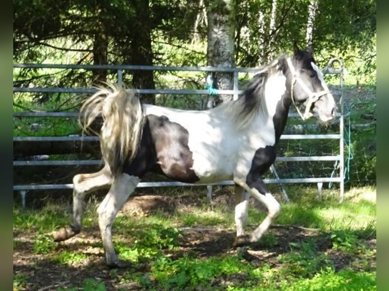 Paso Fino Mix Hengst 2 Jaar 146 cm Gevlekt-paard in Arnbruck