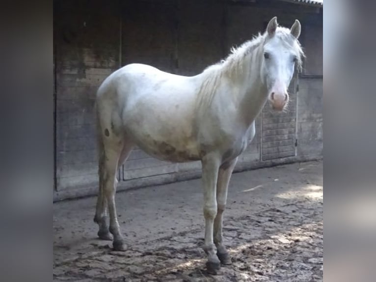 Paso Fino Mix Hengst 2 Jahre 146 cm Schecke in Arnbruck