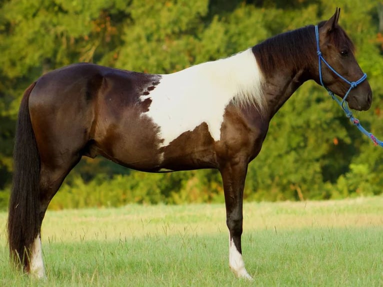 Paso Fino Hengst 3 Jaar 140 cm Gevlekt-paard in Poplarville, MS