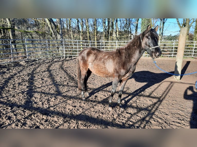 Paso Fino Hengst 3 Jaar Grullo in Morsbach