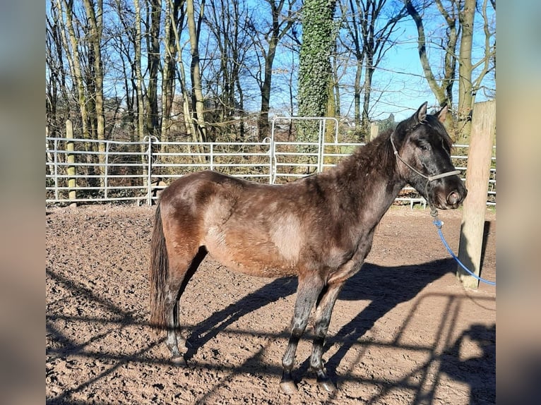 Paso Fino Hengst 3 Jaar Grullo in Morsbach