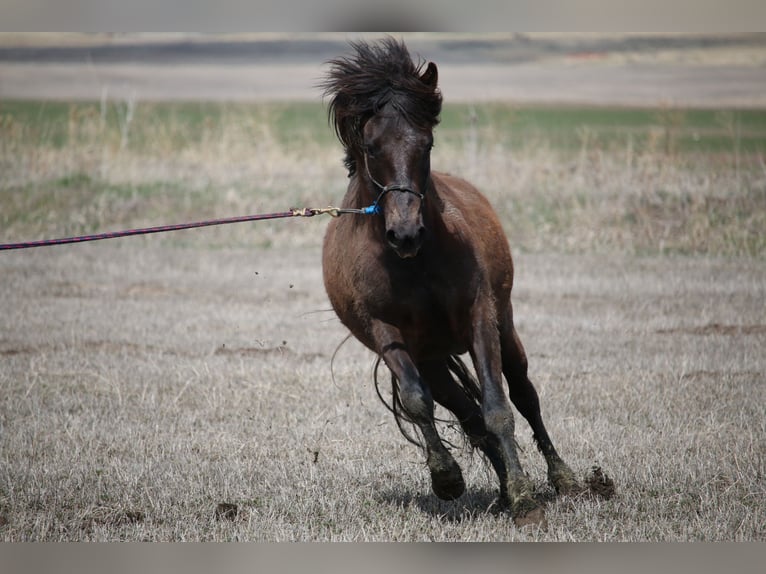 Paso Fino Hengst 3 Jahre 142 cm Dunkelbrauner in Fielding