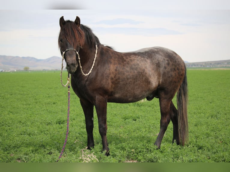 Paso Fino Hengst 3 Jahre 142 cm Dunkelbrauner in Fielding