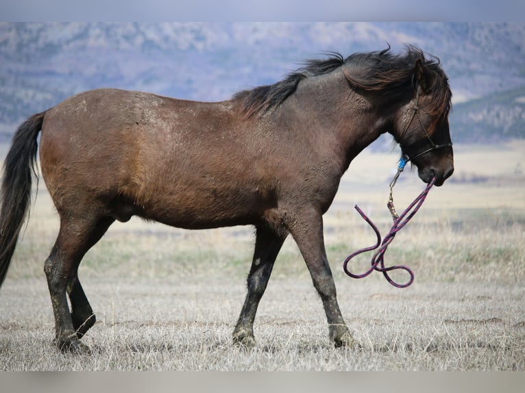 Paso Fino Hengst 3 Jahre 142 cm Dunkelbrauner in Fielding