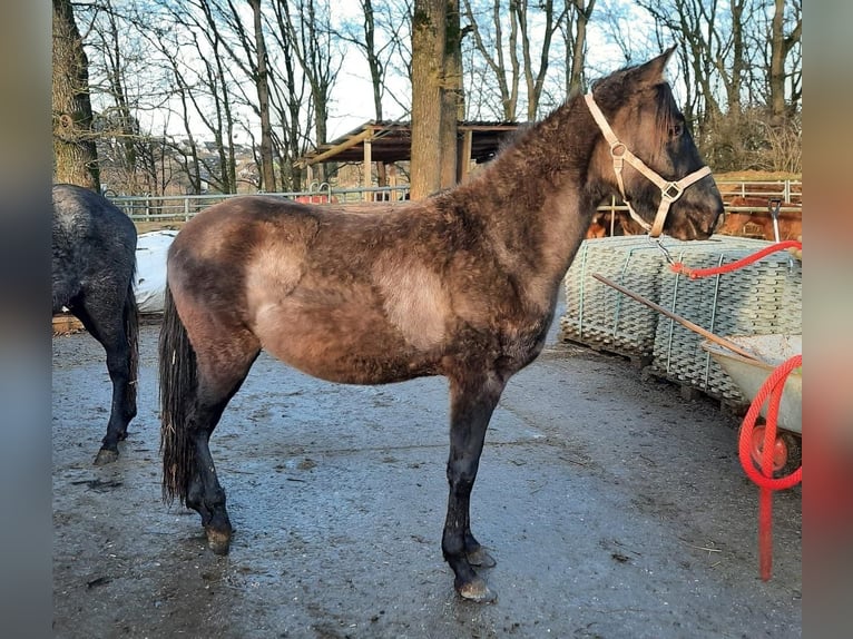 Paso Fino Hengst 3 Jahre Grullo in Morsbach