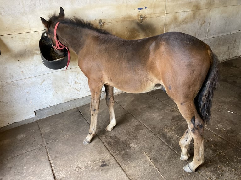 Paso Fino Hengst Fohlen (05/2024) Dunkelbrauner in Teuge