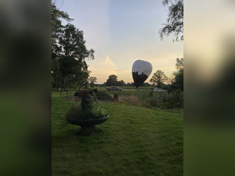 Paso Fino Hengst Fohlen (05/2024) Dunkelbrauner in Teuge