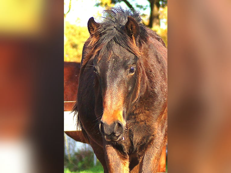 Paso Fino Hengst Veulen (04/2025) 145 cm Zwartbruin in Orvelte