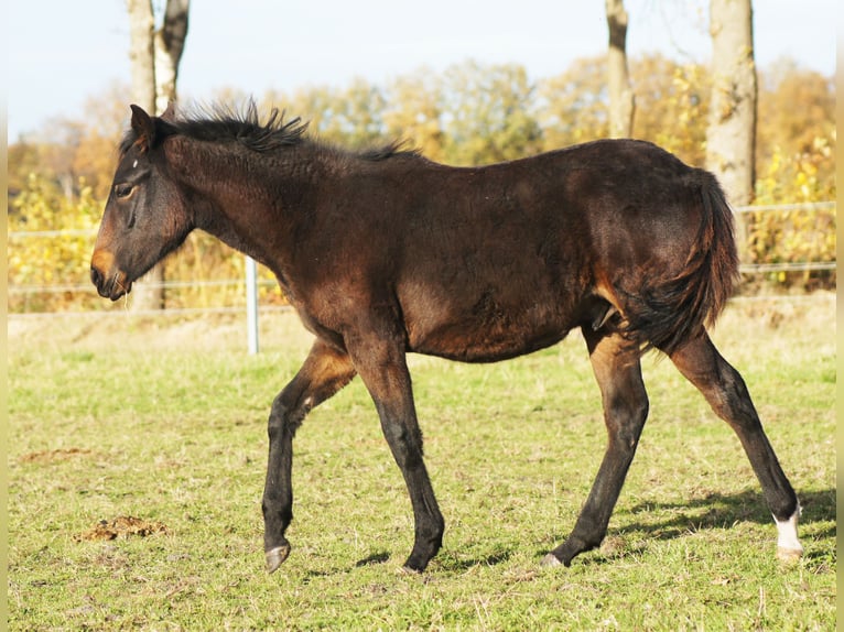Paso Fino Hengst Veulen (04/2025) 145 cm Zwartbruin in Orvelte