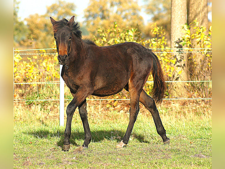 Paso Fino Hengst Veulen (04/2025) 145 cm Zwartbruin in Orvelte