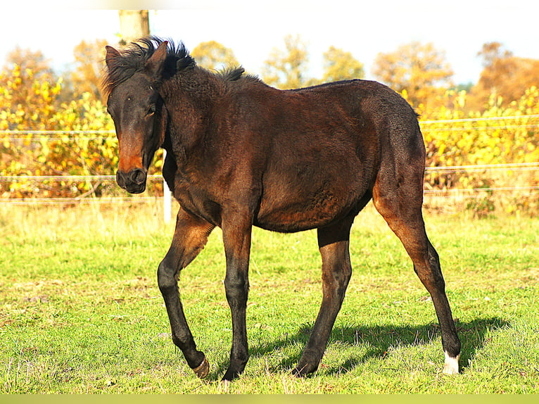 Paso Fino Hengst Veulen (04/2025) 145 cm Zwartbruin in Orvelte