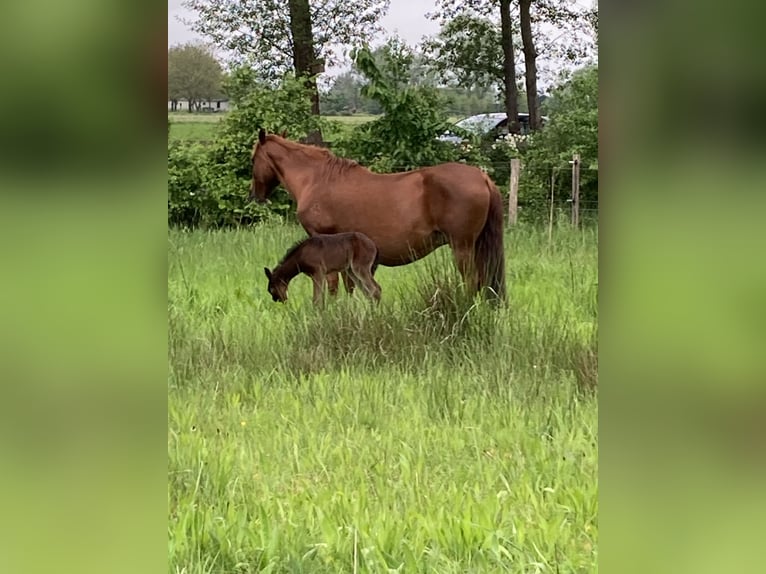 Paso Fino Hengst veulen (05/2024) Donkerbruin in Teuge