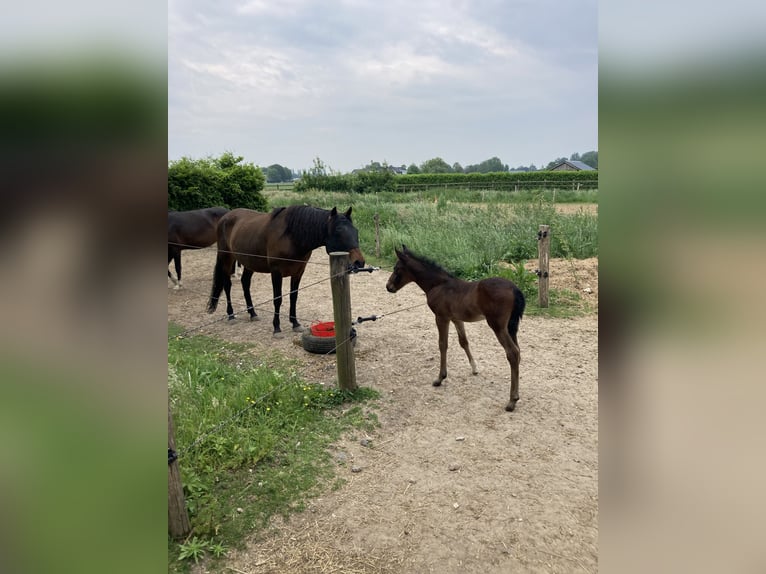 Paso Fino Hengst veulen (05/2024) Donkerbruin in Teuge