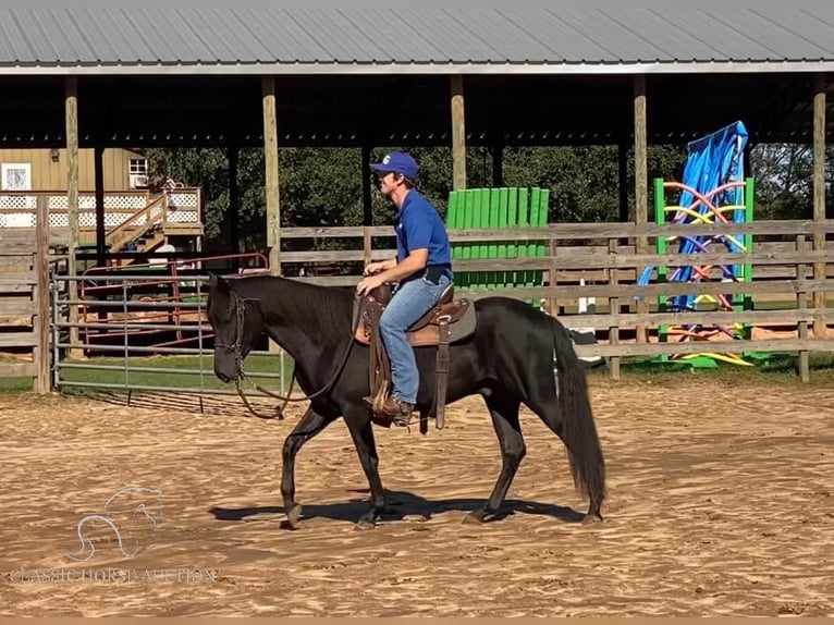 Paso Fino Hingst 2 år 142 cm Svart in Poplarville, MS