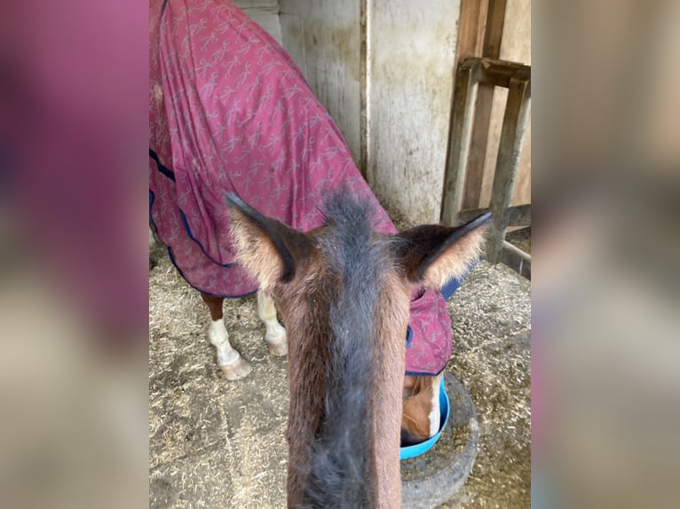 Paso Fino Hingst Föl (05/2024) Mörkbrun in Teuge