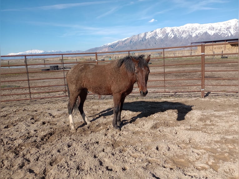 Paso Fino Croisé Hongre 17 Ans 152 cm Bai cerise in Ogden