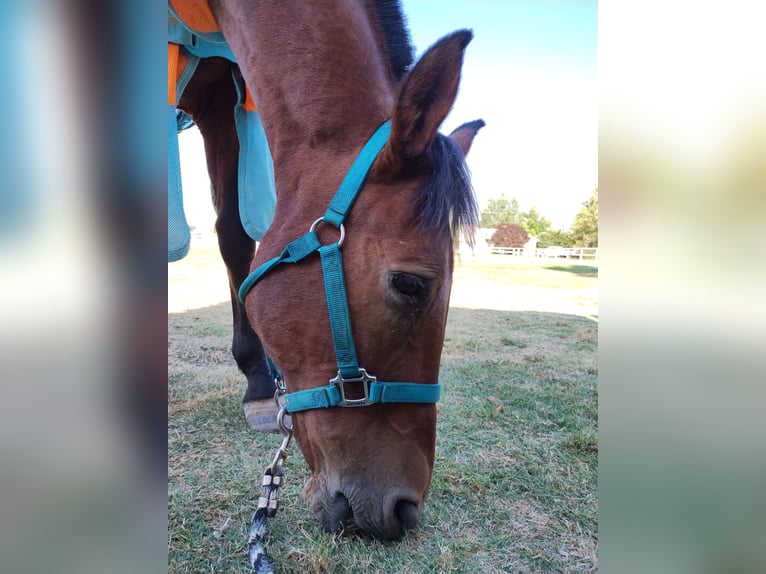 Paso Fino Croisé Hongre 17 Ans 152 cm Bai cerise in Ogden