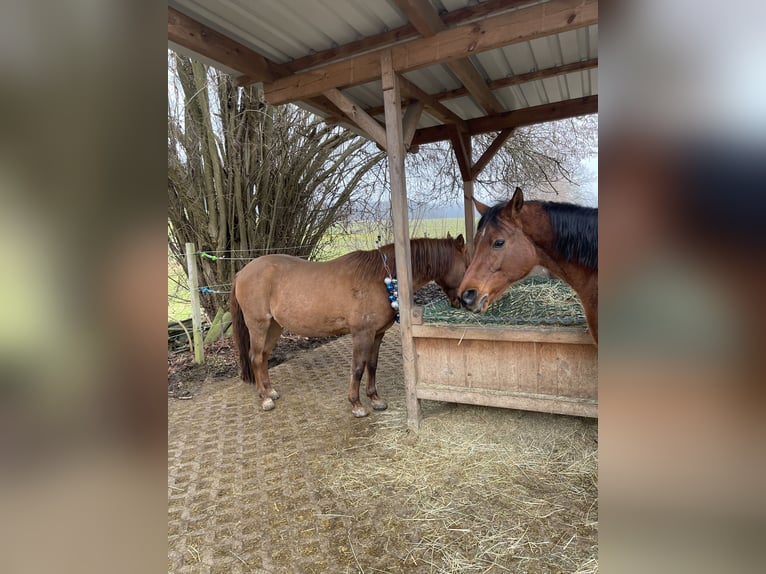 Paso Fino Hongre 18 Ans 150 cm Bai in Aichach