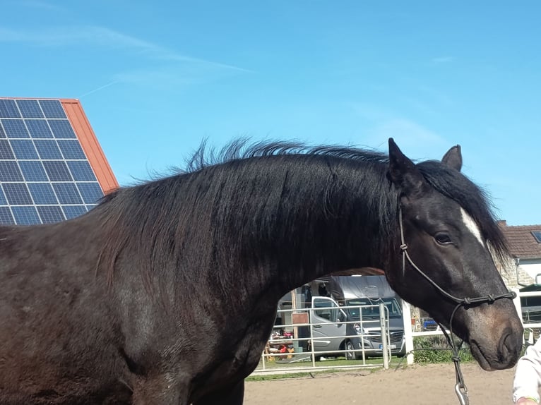 Paso Fino Hongre 2 Ans 145 cm Noir in Wiesentheid