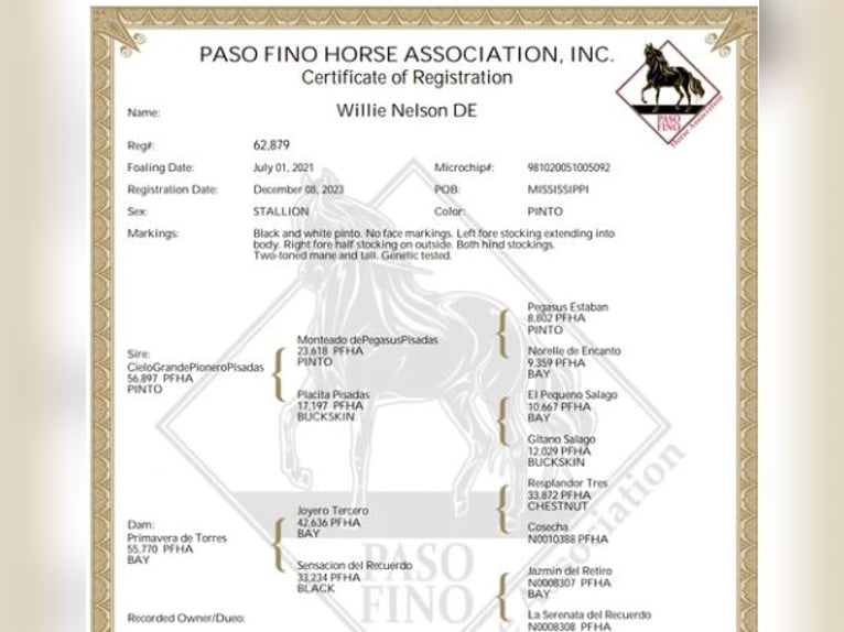 Paso Fino Hongre 3 Ans 142 cm Pinto in Poplarville, MS