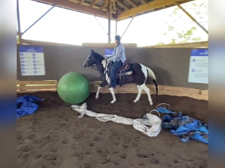 Paso Fino Hongre 3 Ans 142 cm Tobiano-toutes couleurs in Poplarville,MS