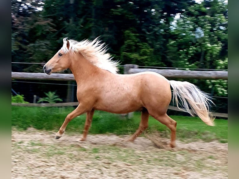 Paso Fino Croisé Hongre 3 Ans 144 cm Palomino in Waldeck