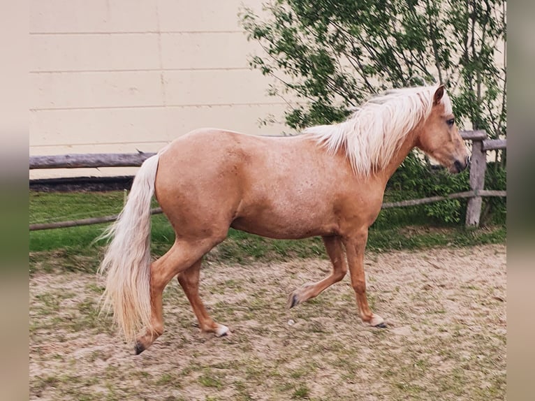 Paso Fino Croisé Hongre 3 Ans 144 cm Palomino in Waldeck