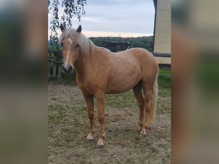 Paso Fino Croisé Hongre 3 Ans 144 cm Palomino in Waldeck