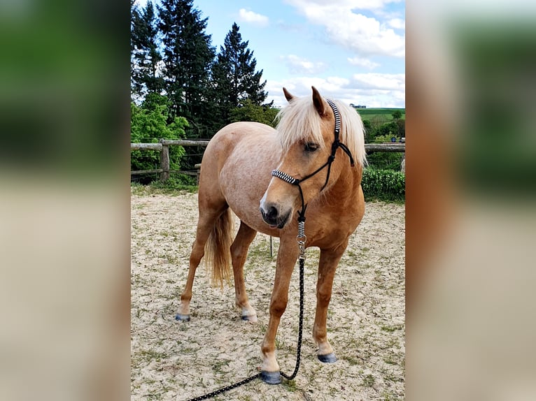 Paso Fino Croisé Hongre 3 Ans 144 cm Palomino in Waldeck