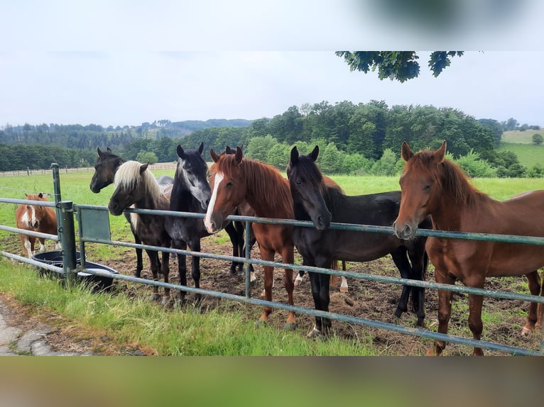 Paso Fino Hongre 3 Ans Noir in Morsbach