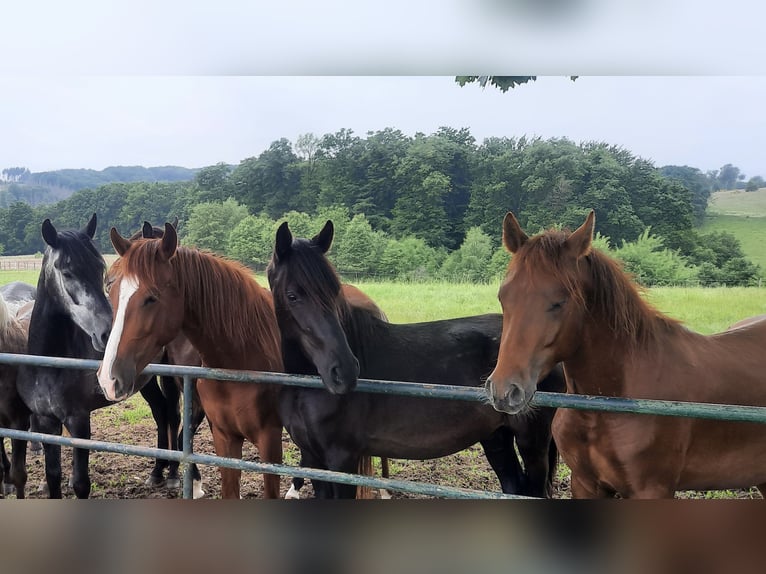 Paso Fino Hongre 3 Ans Noir in Morsbach