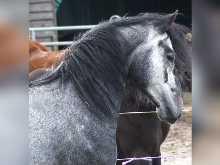 Paso Fino Hongre 4 Ans 143 cm Gris in Orvelte