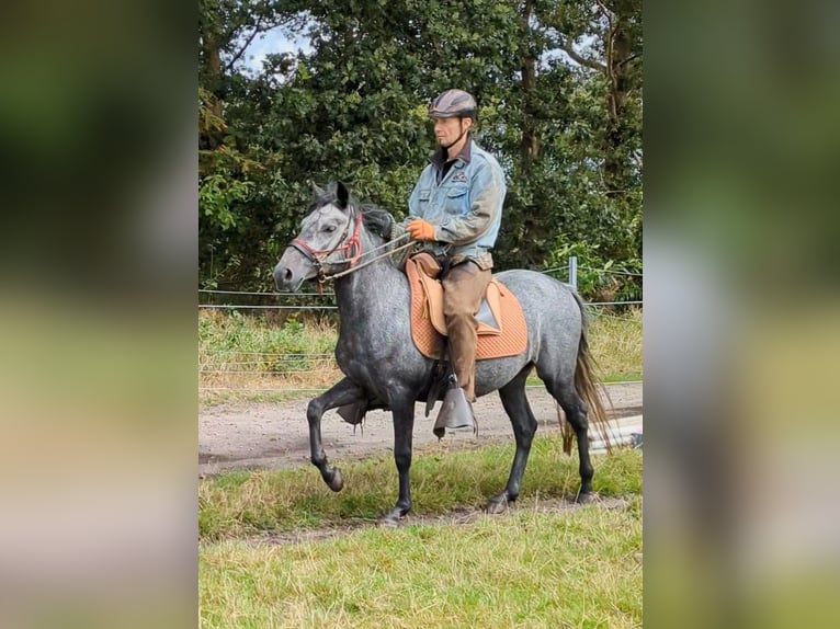 Paso Fino Hongre 4 Ans 143 cm Gris in Orvelte