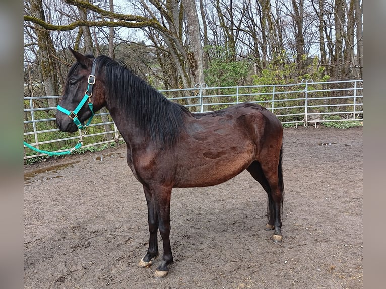Paso Fino Hongre 4 Ans Noir in Morsbach