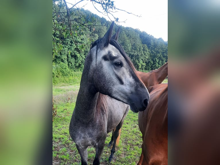 Paso Fino Hongre 4 Ans Noir in Morsbach