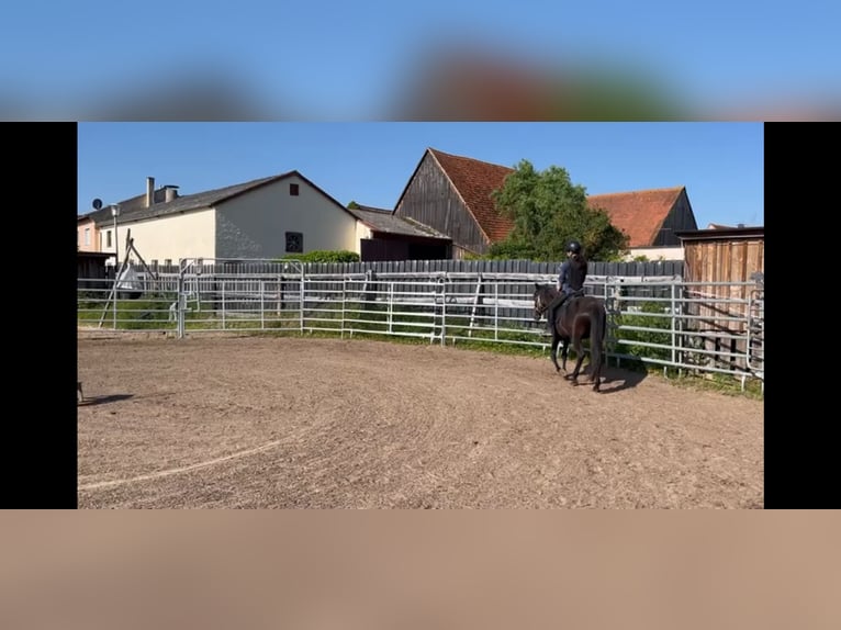 Paso Fino Hongre 5 Ans 149 cm Bai in Sugenheim