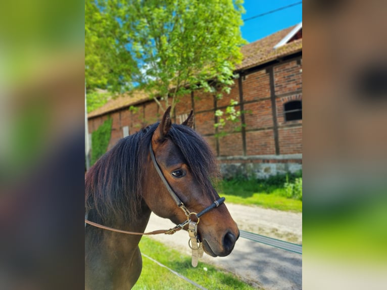 Paso Fino Hongre 6 Ans 137 cm Pinto in Warendorf